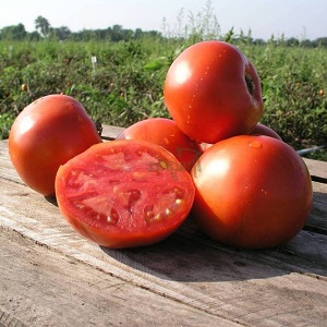 Eine ausgezeichnete Hybride für offenes Gelände - die Shedi Lady Tomate F1: Wir bauen unprätentiöse Tomaten ohne Probleme an