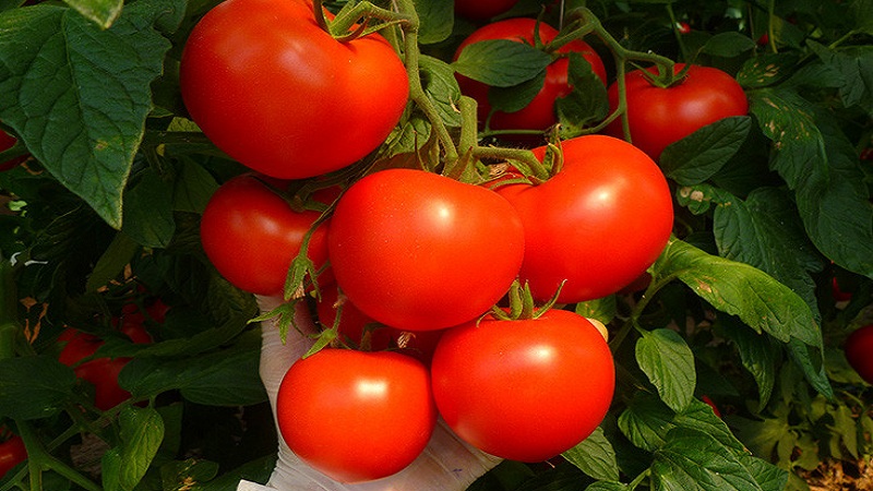 Wenn Sie frühzeitig saftige und süße Tomaten ernten möchten, bauen Sie Aigens Tomate f1 ohne großen Aufwand an