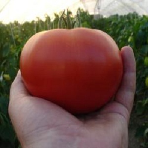 Wenn Sie frühzeitig saftige und süße Tomaten ernten möchten, bauen Sie die Aigen-Tomate f1 ohne großen Aufwand an