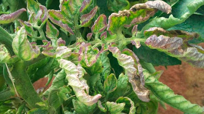 Rettung von Tomaten vor Phytophthora: Volksheilmittel, die helfen, die Krankheit wirksam zu bekämpfen