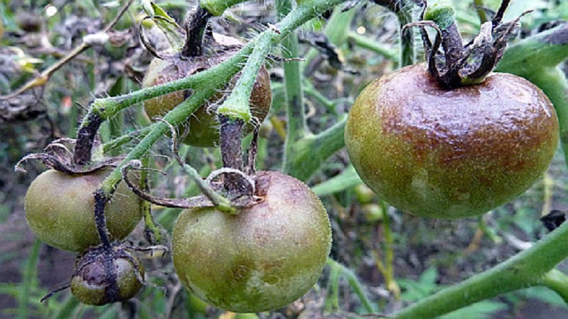 Rettung von Tomaten vor Phytophthora: Volksheilmittel, die helfen, die Krankheit wirksam zu bekämpfen