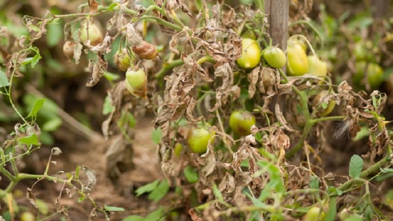 Rettung von Tomaten vor Phytophthora: Volksheilmittel, die helfen, die Krankheit wirksam zu bekämpfen