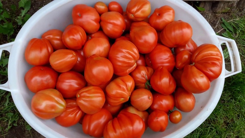 Lohnt es sich, eine Puzata-Khata-Tomate anzubauen und wie sie Anfänger und erfahrene Landwirte ansprechen könnte?