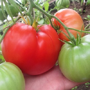 Salatsorte mit fleischigem Fruchtfleisch - Tomaten Himbeermorgendämmerung