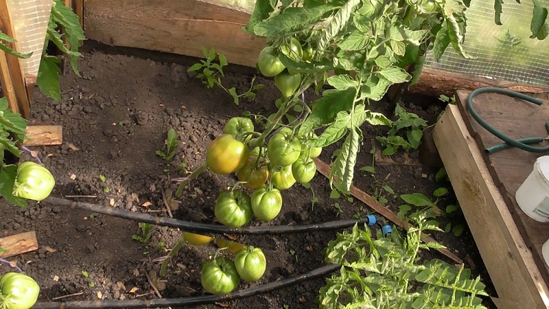 Salatsorte mit fleischigem Fruchtfleisch - Tomaten Himbeermorgendämmerung