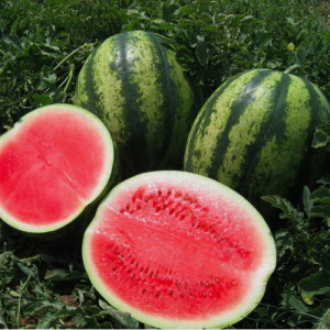 Late Watermelon Chill: Was Bauern lieben und wie man es richtig anbaut