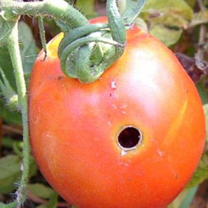 Wir bekämpfen Schädlinge einfach und effektiv: Wie man wurmige Tomaten verarbeitet, um Ihre Ernte zu retten