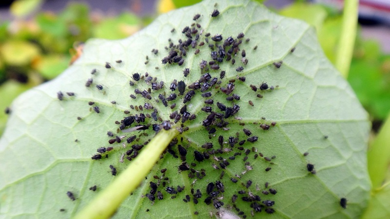 Warum ist schwarze Blattlaus auf Gurken gefährlich und wie geht man so effizient wie möglich mit dem Schädling um?