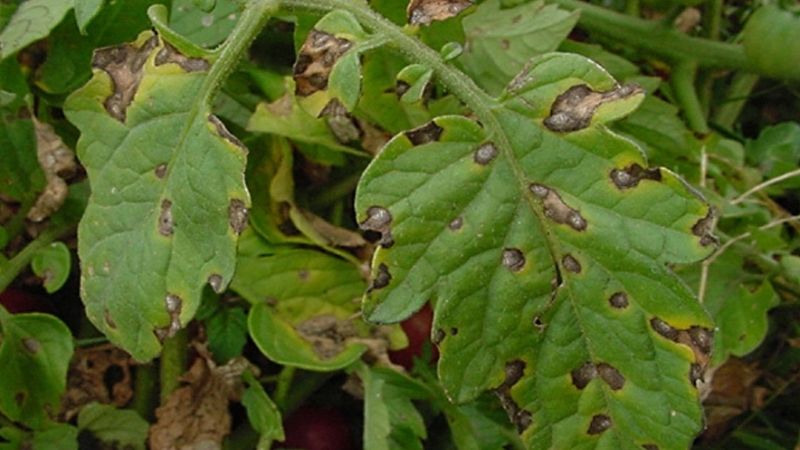 Warum schwarze Flecken auf Tomatenblättern in einem Gewächshaus auftreten können und wie man sie beseitigt: Wir sparen die Ernte effektiv