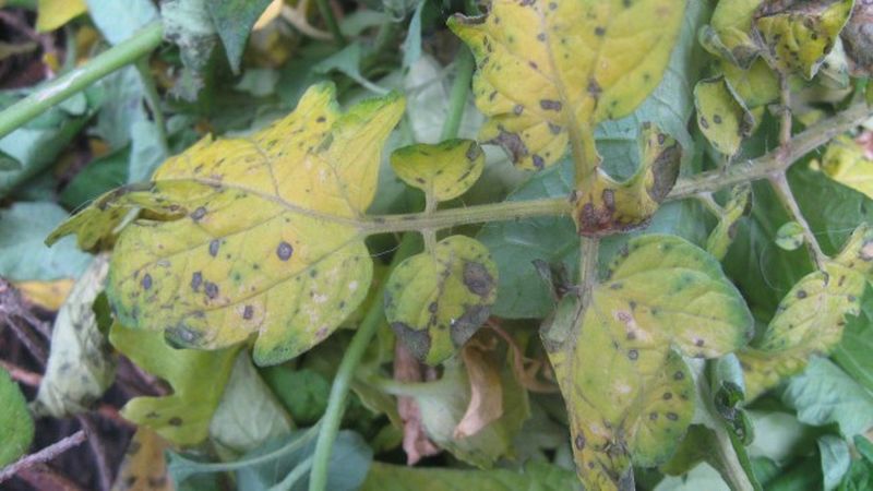 Warum schwarze Flecken auf Tomatenblättern in einem Gewächshaus auftreten können und wie man sie beseitigt: Wir sparen die Ernte effektiv