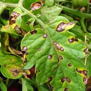 Warum schwarze Flecken auf Tomatenblättern in einem Gewächshaus auftreten können und wie man sie beseitigt: Wir sparen die Ernte effektiv