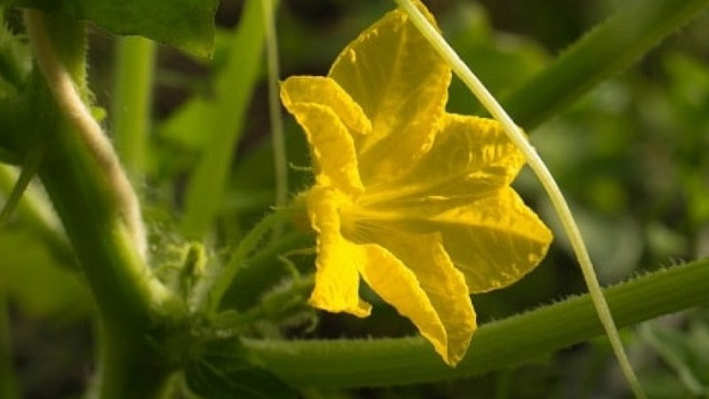 Was tun mit unfruchtbaren Blumen auf Gurken in einem Gewächshaus und wie kann man deren Auftreten verhindern?