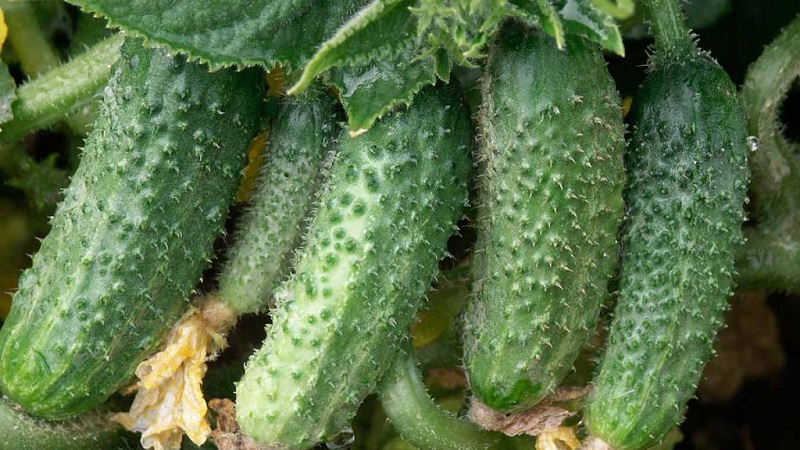 Was tun mit unfruchtbaren Blumen auf Gurken in einem Gewächshaus und wie kann man deren Auftreten verhindern?