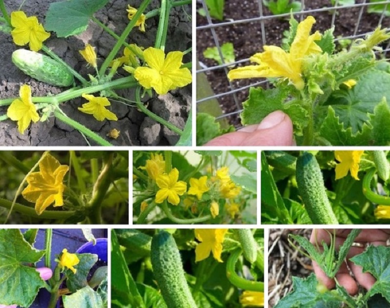 Was tun mit unfruchtbaren Blumen auf Gurken in einem Gewächshaus und wie kann man deren Auftreten verhindern?