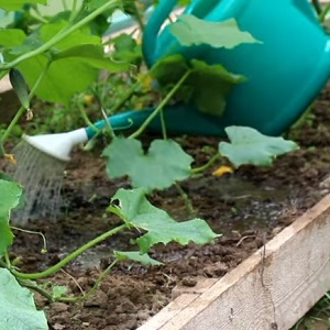 Was tun mit unfruchtbaren Blumen auf Gurken in einem Gewächshaus und wie kann man deren Auftreten verhindern?