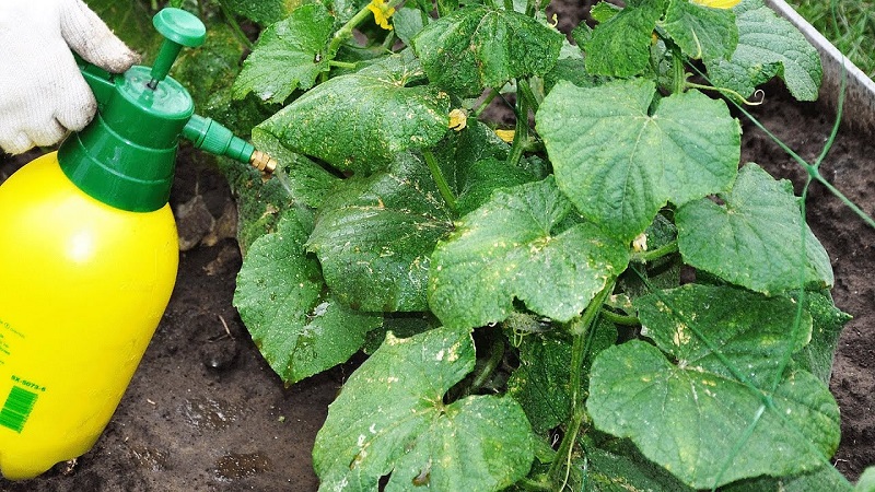 Was tun mit unfruchtbaren Blumen auf Gurken in einem Gewächshaus und wie kann man deren Auftreten verhindern?