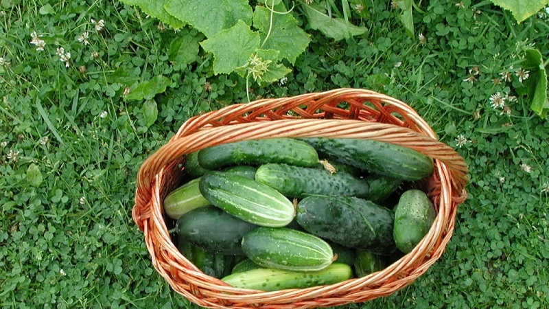 Was tun mit unfruchtbaren Blumen auf Gurken in einem Gewächshaus und wie kann man deren Auftreten verhindern?