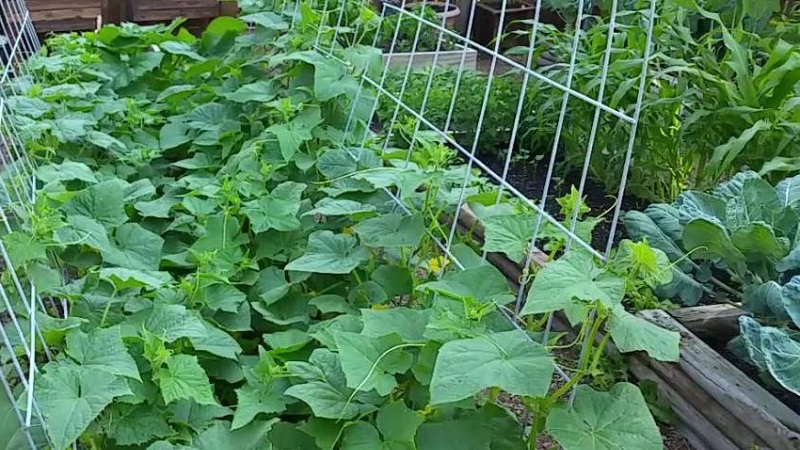 Was tun mit unfruchtbaren Blumen auf Gurken in einem Gewächshaus und wie kann man deren Auftreten verhindern?