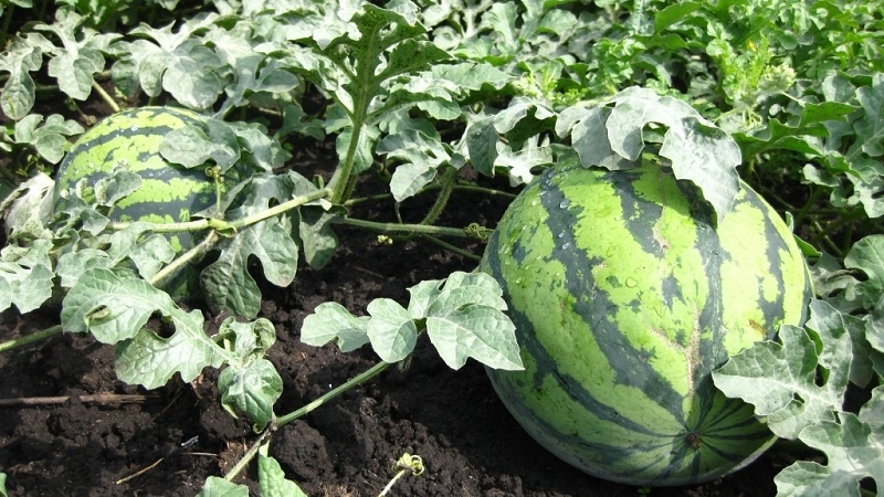 Reifen gezupfte Wassermelonen zu Hause?