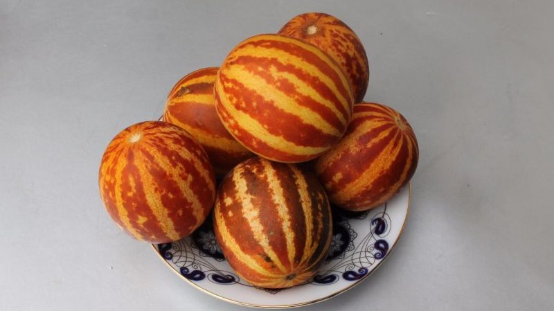 Eine exotische Frucht mit ungewöhnlichem Aussehen und interessantem Geschmack - vietnamesische Melone