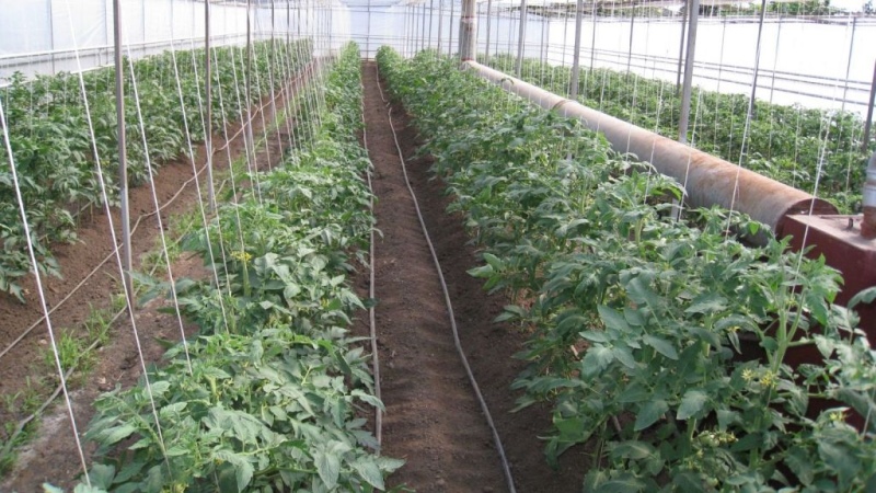 Varietate culcată pentru salate și conservare - tomate hibridă Malva f1