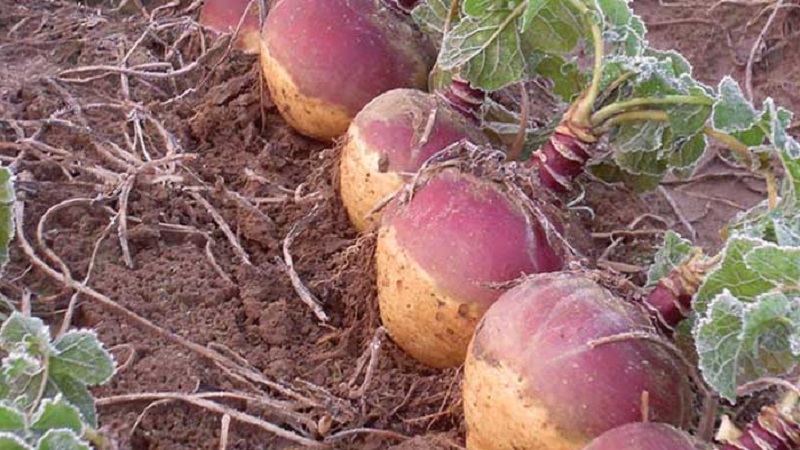 Wie und wann man Rutabagas erntet, um die Ernte bis zum Frühjahr zu erhalten