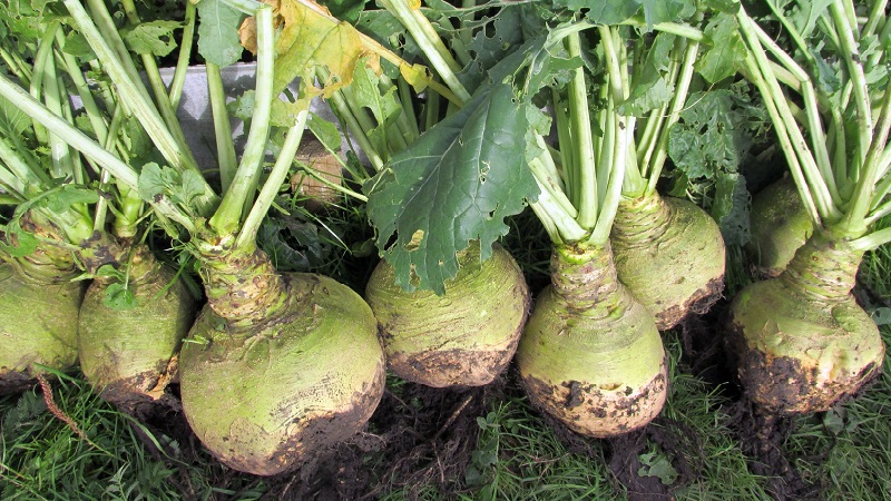 Wie und wann man Rutabagas erntet, um die Ernte bis zum Frühjahr zu erhalten