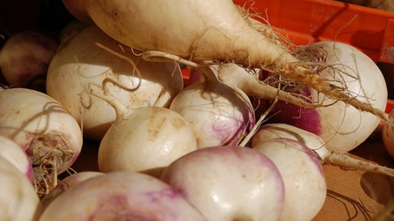 Wie und wann man Rutabagas erntet, um die Ernte bis zum Frühjahr zu erhalten