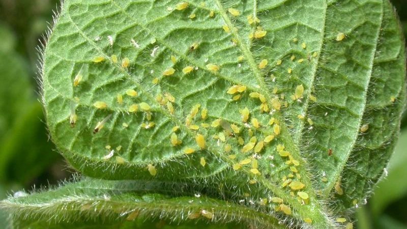 Wie kann man Blattläuse mit dem geringsten Schaden für Tomaten loswerden?