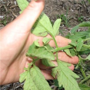 Wie kann man Blattläuse mit dem geringsten Schaden für Tomaten loswerden?