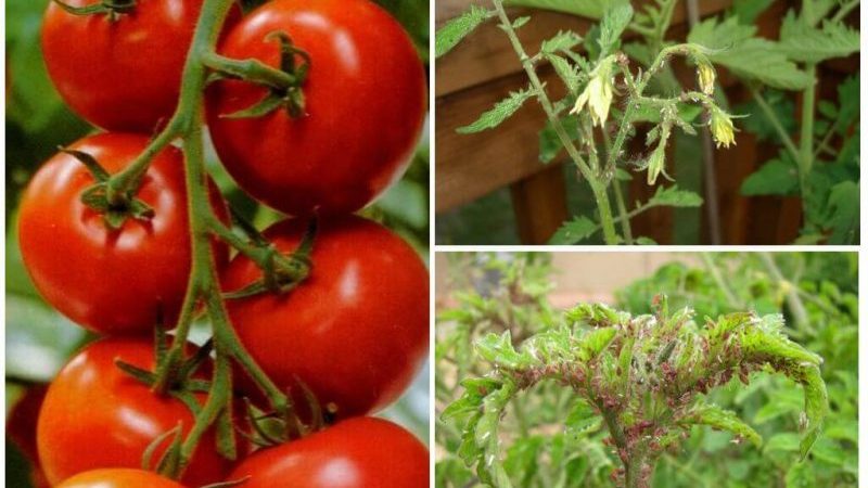 Wie kann man Blattläuse mit dem geringsten Schaden für Tomaten loswerden?