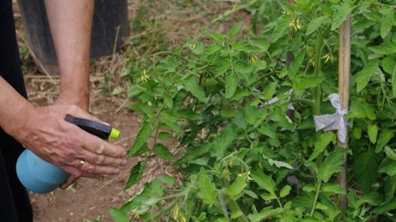 So tragen Sie Kupfersulfat aus der Spätfäule richtig auf Tomaten auf: Schritt-für-Schritt-Anleitungen und nützliche Empfehlungen