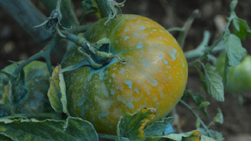 So tragen Sie Kupfersulfat aus der Spätfäule richtig auf Tomaten auf: Schritt-für-Schritt-Anleitungen und nützliche Empfehlungen