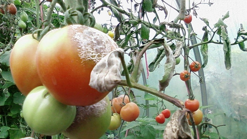 So tragen Sie Kupfersulfat aus der Spätfäule richtig auf Tomaten auf: Schritt-für-Schritt-Anleitungen und nützliche Empfehlungen