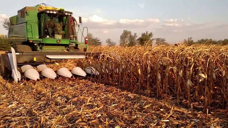 Wie ist die Ernte von Mais für Getreide: Bedingungen und Stufen des Prozesses, Weiterverarbeitung und Lagerung der Ernte