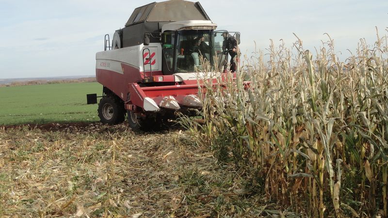 Wie ist die Ernte von Mais für Getreide: Bedingungen und Stufen des Prozesses, Weiterverarbeitung und Lagerung der Ernte