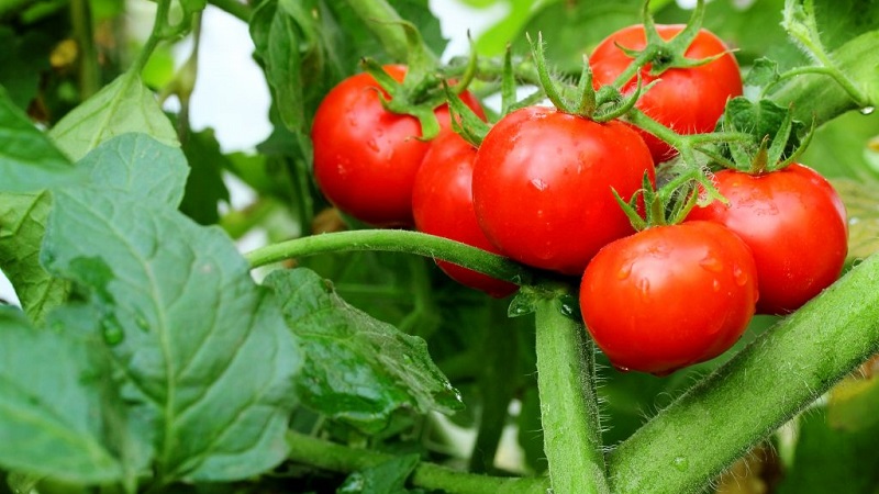 Wir zeigen und zeigen Ihnen, wie Sie eine Tomatenexplosion anbauen und was Sie tun müssen, um eine reichhaltige Tomatenernte zu erzielen