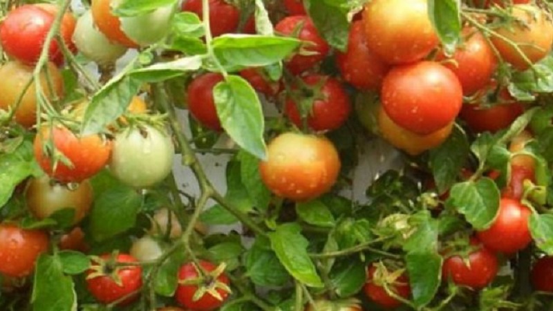 Wir zeigen und zeigen Ihnen, wie Sie eine Tomatenexplosion anbauen und was Sie tun müssen, um eine reichhaltige Tomatenernte zu erzielen