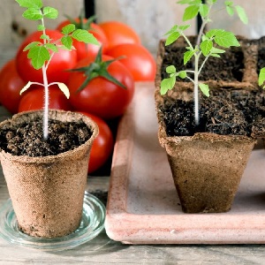 Wir zeigen und zeigen Ihnen, wie Sie eine Tomatenexplosion anbauen und was Sie tun müssen, um eine reichhaltige Tomatenernte zu erzielen