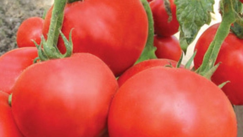 Wir zeigen und zeigen Ihnen, wie Sie eine Tomatenexplosion anbauen und was Sie tun müssen, um eine reichhaltige Tomatenernte zu erzielen