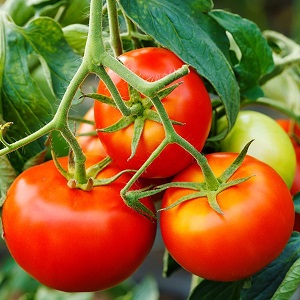 Wir zeigen und zeigen Ihnen, wie Sie eine Tomatenexplosion anbauen und was Sie tun müssen, um eine reichhaltige Tomatenernte zu erzielen