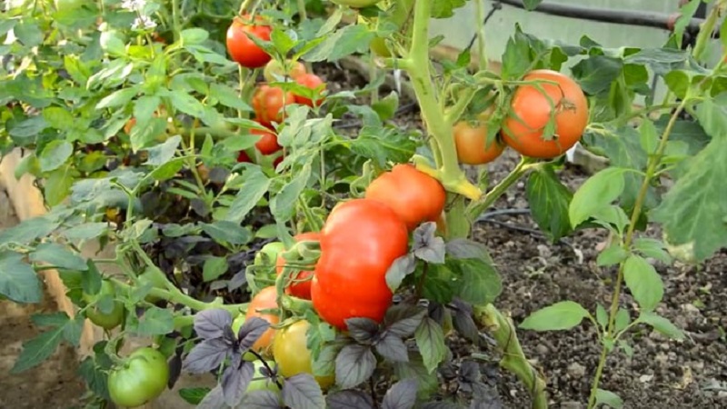 Wir zeigen und zeigen Ihnen, wie Sie eine Tomatenexplosion anbauen und was Sie tun müssen, um eine reichhaltige Tomatenernte zu erzielen