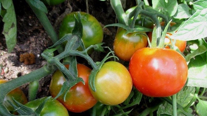 Wir zeigen und zeigen Ihnen, wie Sie eine Tomatenexplosion anbauen und was Sie tun müssen, um eine reichhaltige Tomatenernte zu erzielen