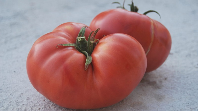 Welche Erträge können Sie von einer Honigtomate im Freien erwarten?