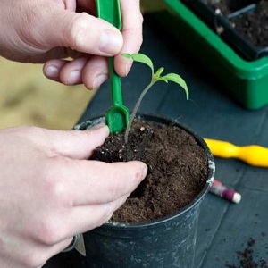 Welche Erträge können Sie von einer Honigtomate im Freien erwarten?