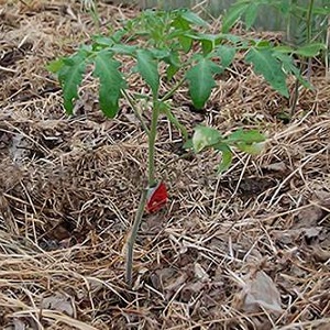 Welche Erträge können Sie von einer Honigtomate im Freien erwarten?