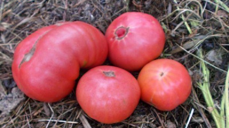 Welche Erträge können Sie von einer Honigtomate im Freien erwarten?