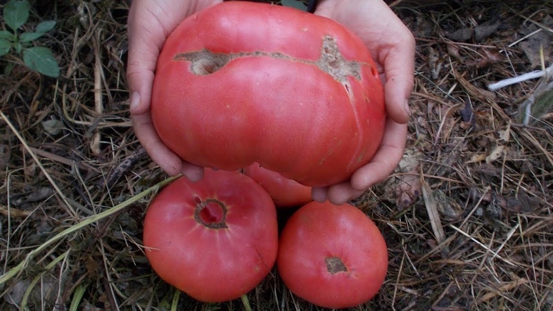 Welche Erträge können Sie von einer Honigtomate im Freien erwarten?