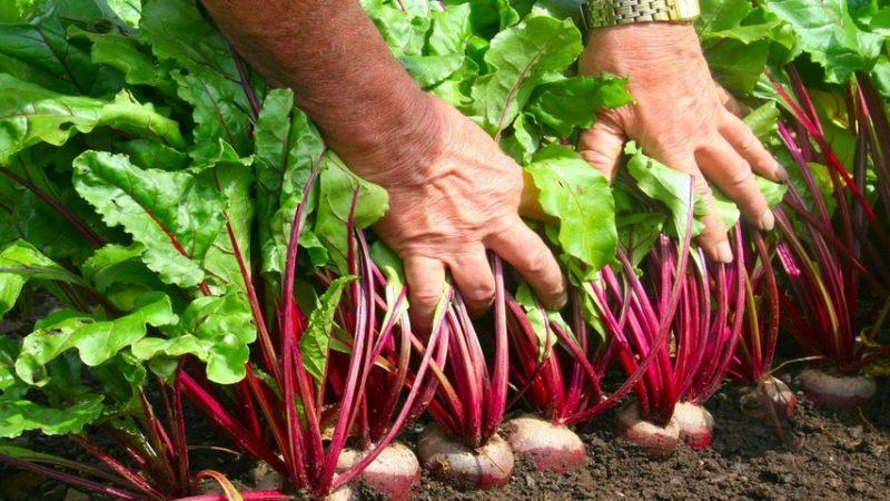 Wann man Rüben zur Lagerung aus dem Garten nimmt: Wir ernten pünktlich