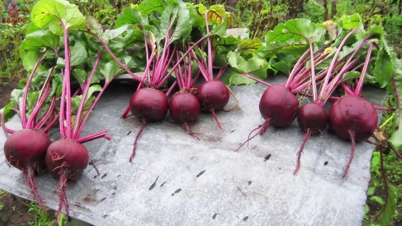 Wann man Rüben zur Lagerung aus dem Garten nimmt: Wir ernten pünktlich